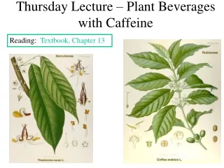Thursday Lecture – Plant Beverages with Caffeine