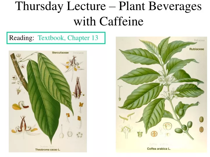 thursday lecture plant beverages with caffeine