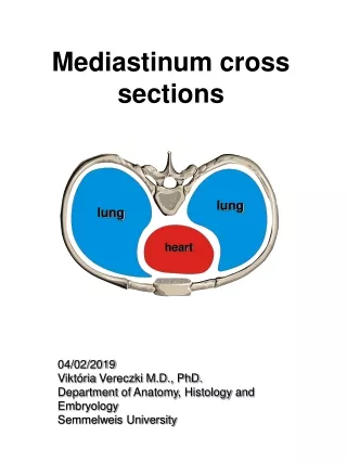 Mediastinum cross sections