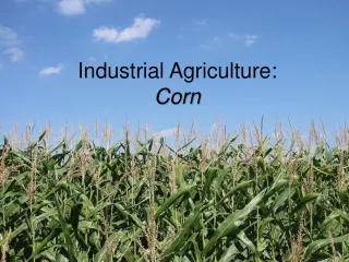Industrial Agriculture: Corn