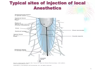 Typical sites of injection of local Anesthetics