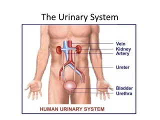 The Urinary System