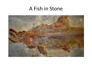 A Fish in Stone