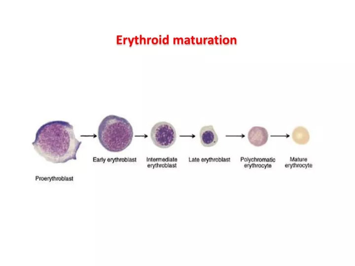 erythroid maturation