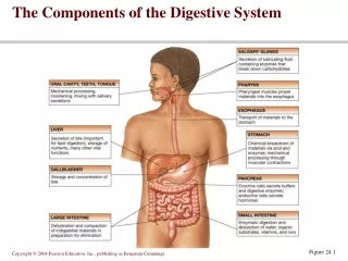 The Components of the Digestive System