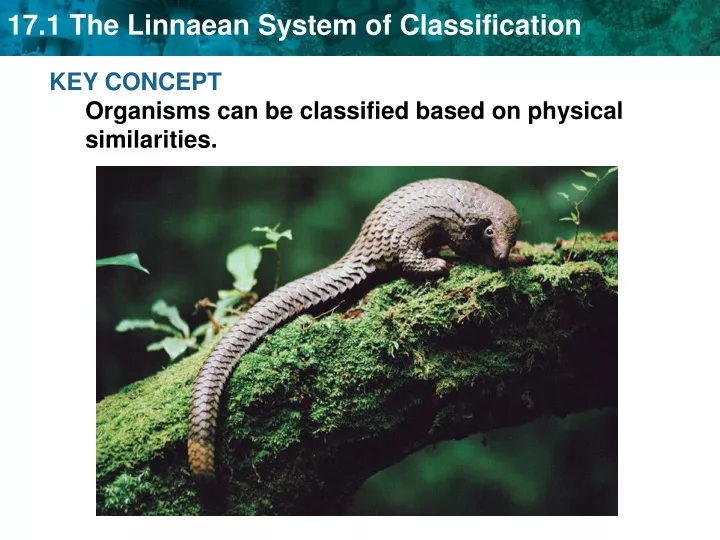 key concept organisms can be classified based