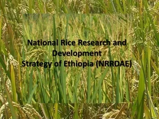 National Rice Research and Development  Strategy of Ethiopia (NRRDAE )