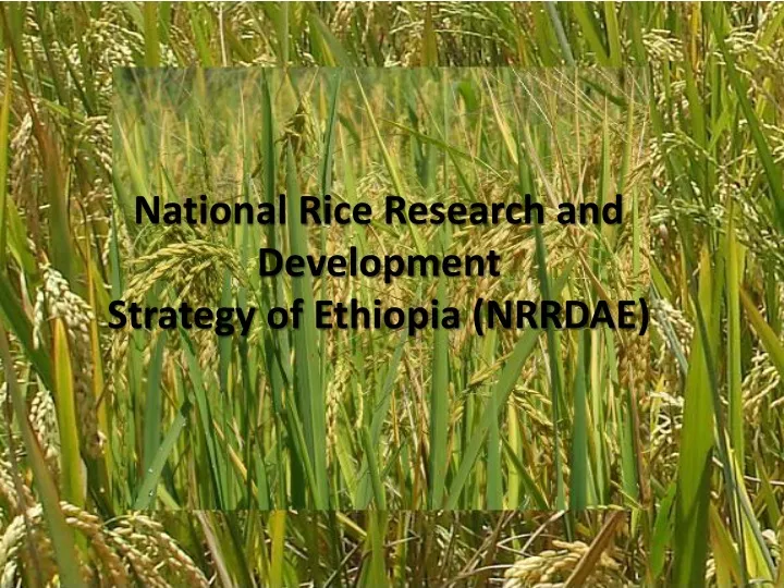 national rice research and development strategy of ethiopia nrrdae