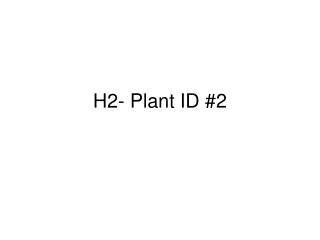 H2- Plant ID #2