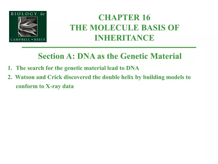 chapter 16 the molecule basis of inheritance