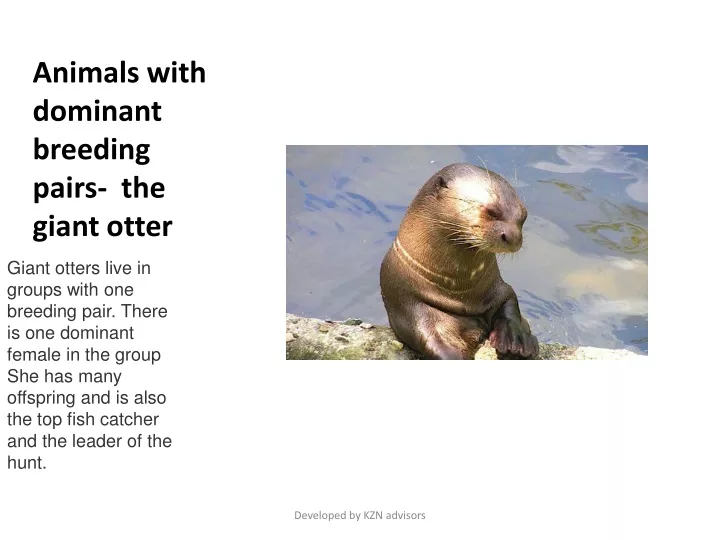 animals with dominant breeding pairs the giant otter