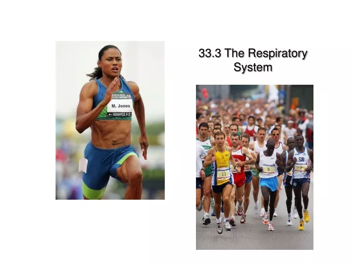 33 3 the respiratory system