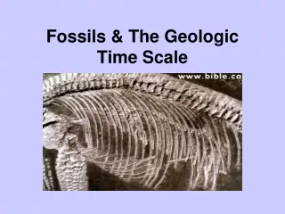 Fossils &amp; The Geologic Time Scale