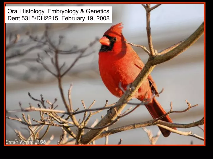 oral histology embryology genetics dent 5315