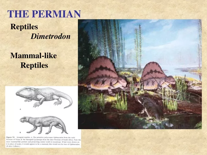 the permian