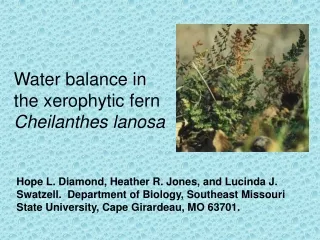 Water balance in the xerophytic fern  Cheilanthes lanosa