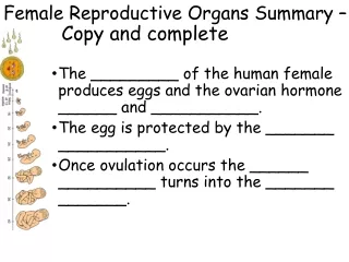Female Reproductive Organs Summary –            Copy and complete