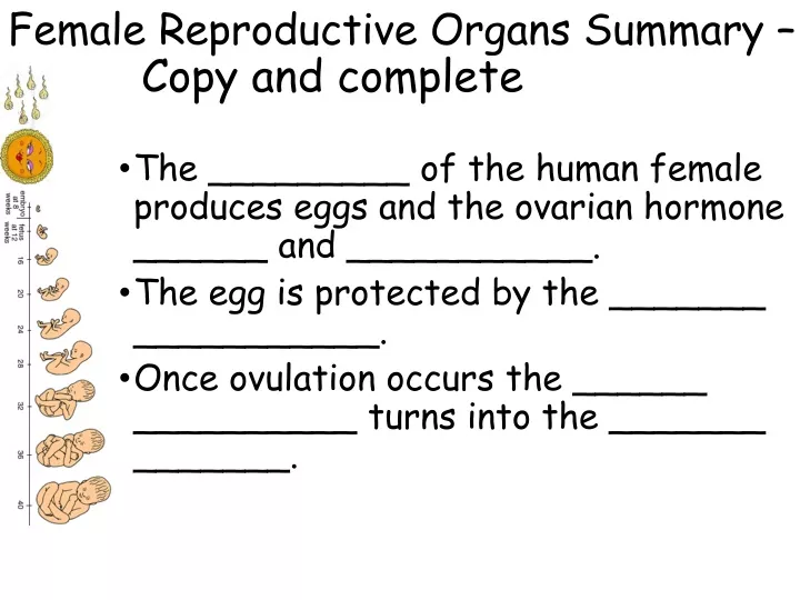 female reproductive organs summary copy