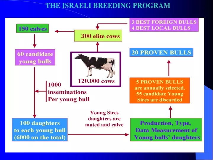 the israeli breeding program