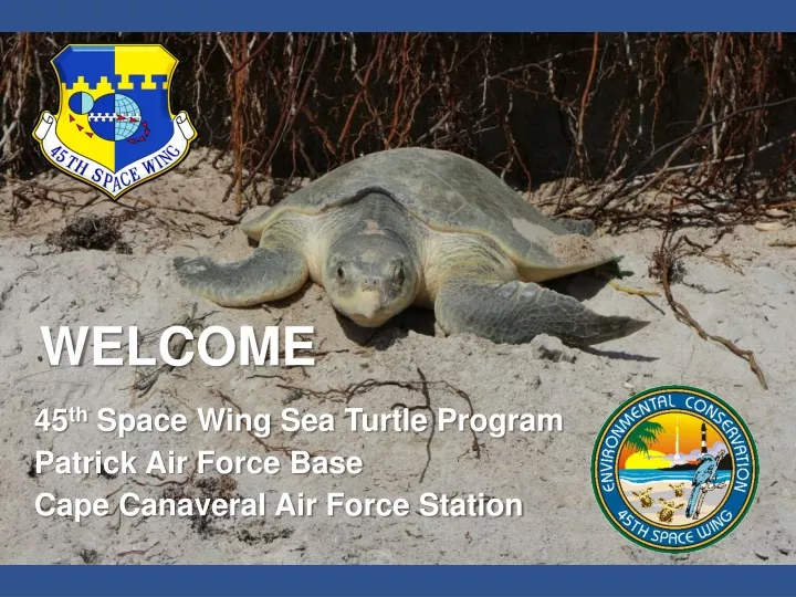 welcome 45 th space wing sea turtle p rogram