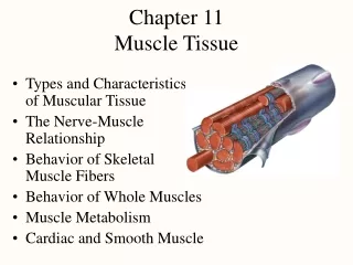 Chapter 11 Muscle Tissue
