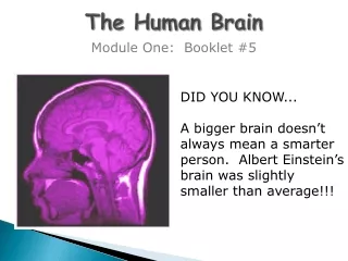 The  Human Brain