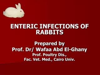 ENTERIC INFECTIONS OF RABBITS Prepared by Prof. Dr/  Wafaa Abd  El- Ghany Prof. Poultry Dis.,