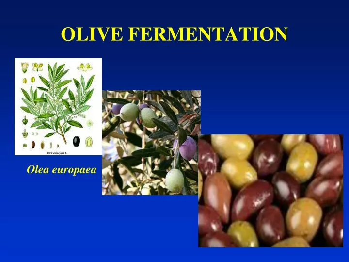 olive fermentation
