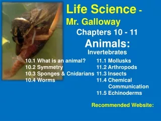Chapters 10 - 11 Animals:  Invertebrates