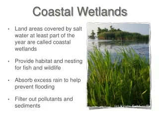 Coastal Wetlands