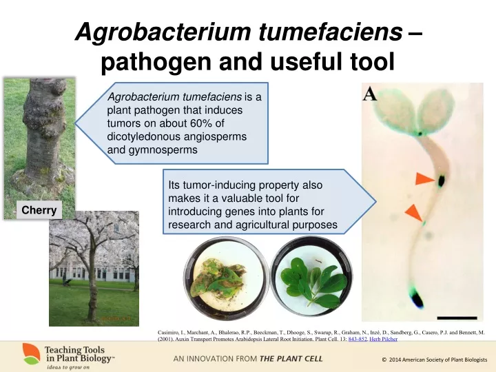agrobacterium tumefaciens pathogen and useful tool