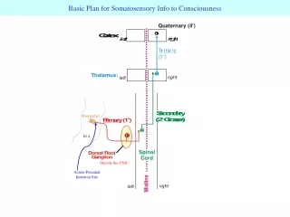 Basic Plan for Somatosensory Info to Consciousness