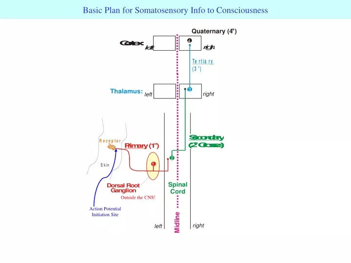 basic plan for somatosensory info to consciousness
