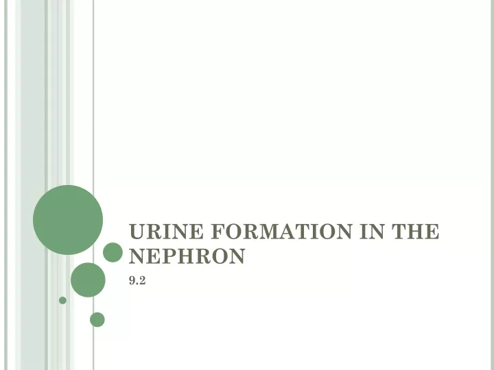 urine formation in the nephron