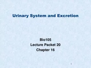 Urinary System and Excretion