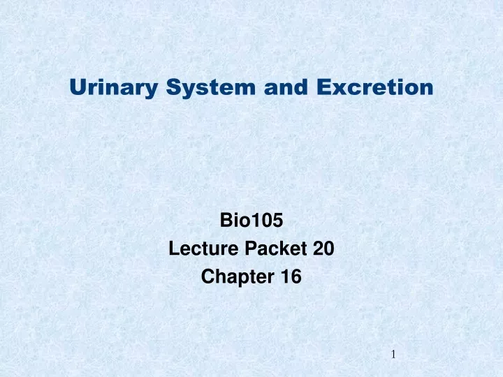 urinary system and excretion