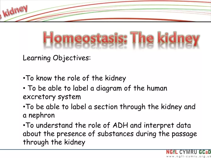 homeostasis the kidney