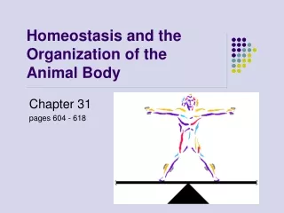 Homeostasis and the Organization of the Animal Body