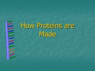 How Proteins are Made