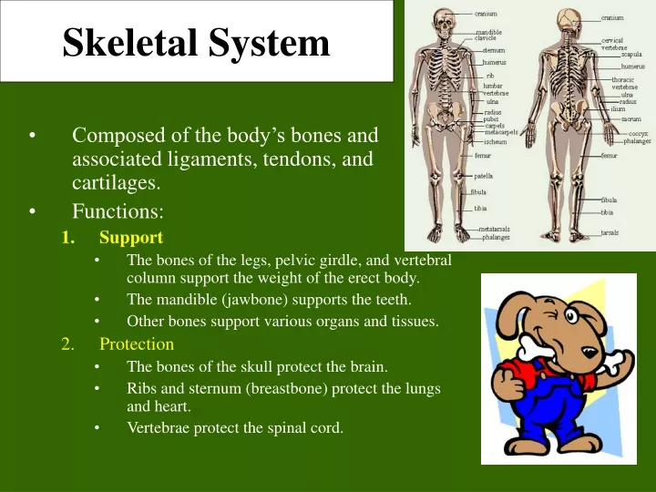 skeletal system