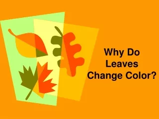 Why Do Leaves Change Color?