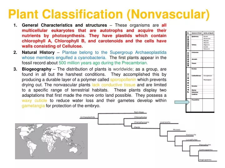 plant classification nonvascular