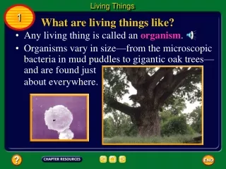 What are living things like?