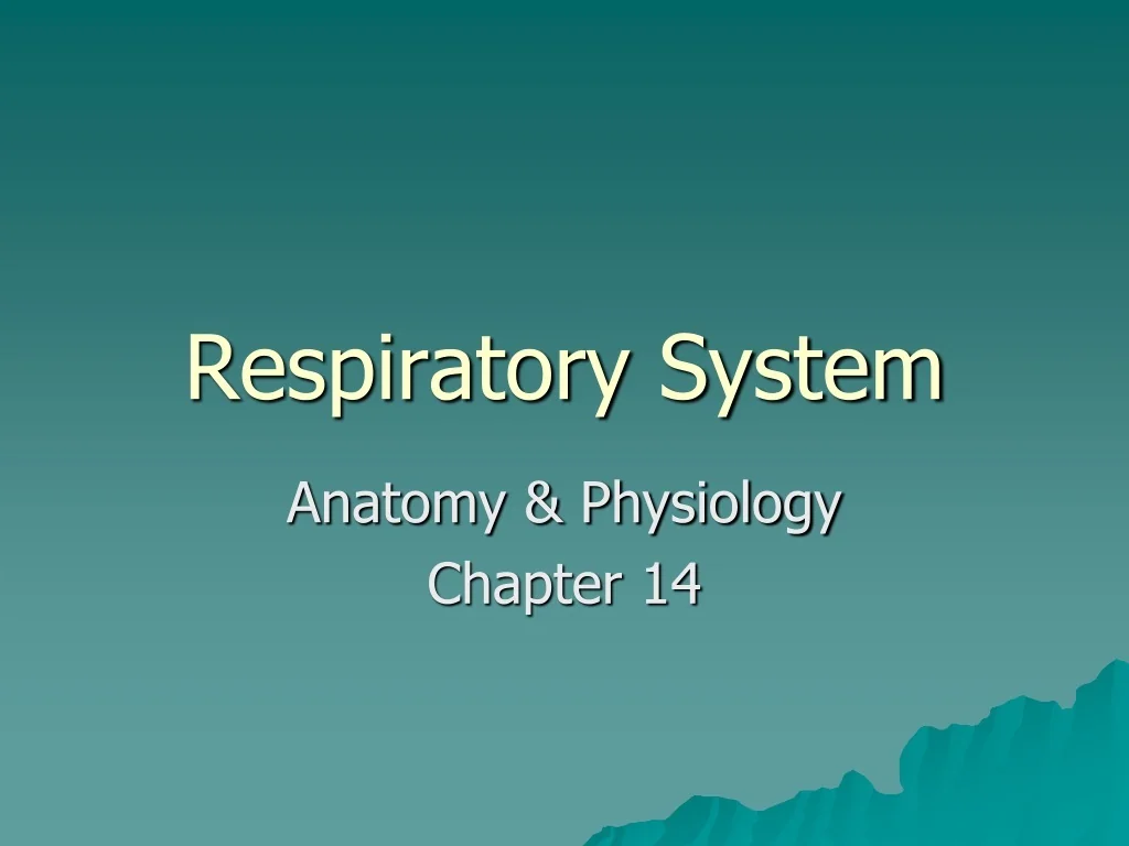 PPT - Respiratory System PowerPoint Presentation, free download - ID ...