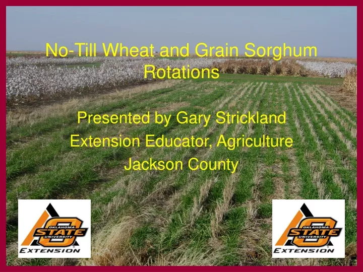 no till wheat and grain sorghum rotations