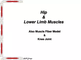 Hip  &amp;  Lower Limb Muscles
