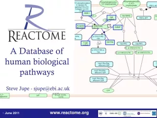 A Database of human biological pathways Steve  Jupe - sjupe@ebi.ac.uk