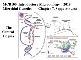 MCB100  Introductory Microbiology    2019 Microbial Genetics       Chapter 7, 8  (pgs. 236-246)