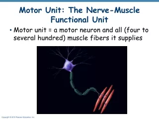 Motor Unit: The Nerve-Muscle Functional Unit