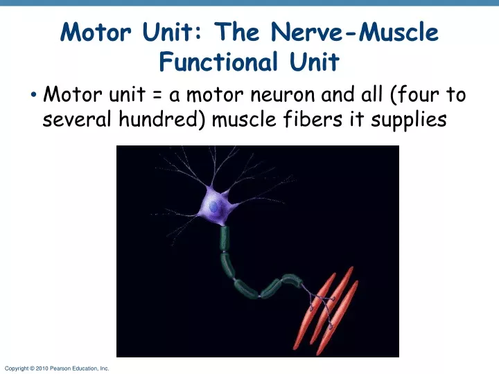 motor unit the nerve muscle functional unit